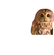 チャームっておつまみって意味しってた？